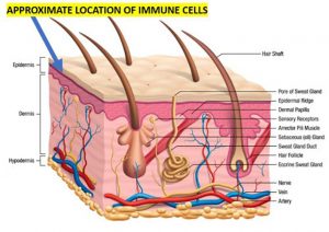 skin structure and immune cells