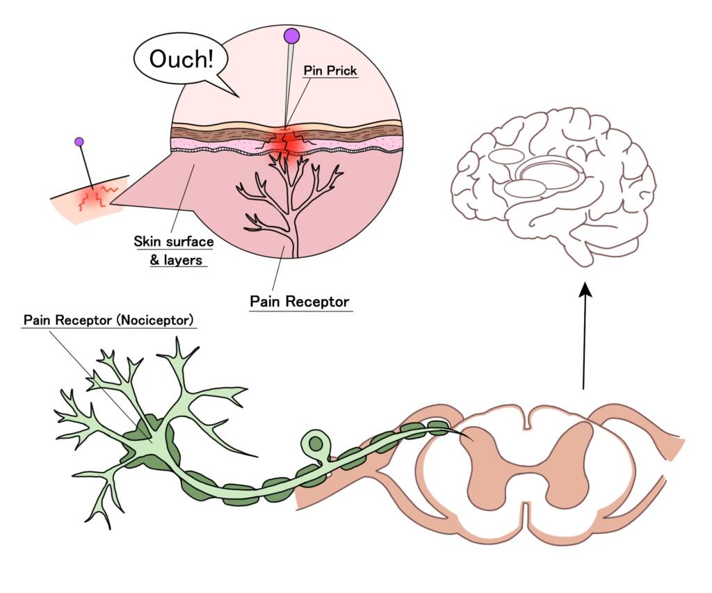 Figure 2. How pain is felt. The pin prick activates pain receptors under the skin which send messages via the spinal cord to the appropriate area in the brain.